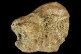 Triceratops Phalange (Toe Bone) With Pathology - Montana #113128-1